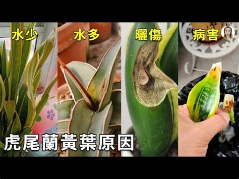 虎尾蘭葉子變黃|【虎尾蘭葉子變黃】虎尾蘭葉子發黃，到底是怎麼回事？一招輕鬆。